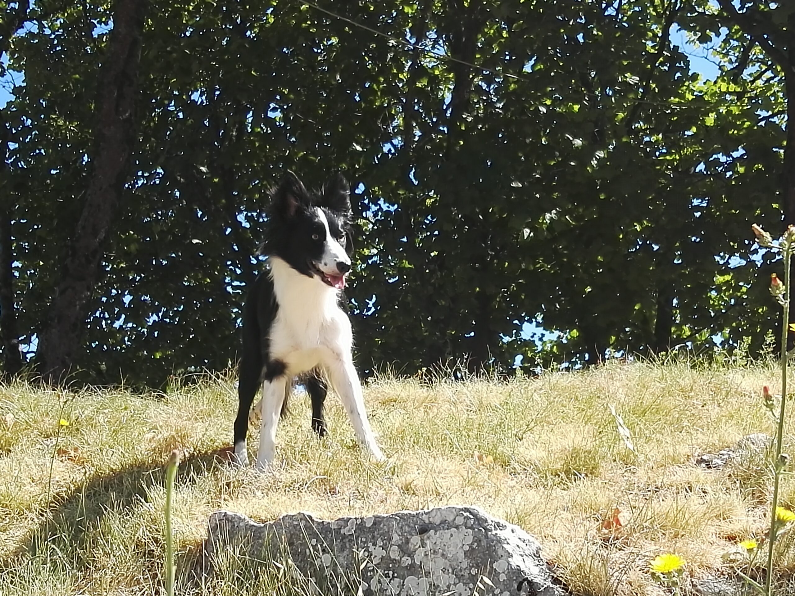 mde Allevamento Cani Umbria - Chi Siamo