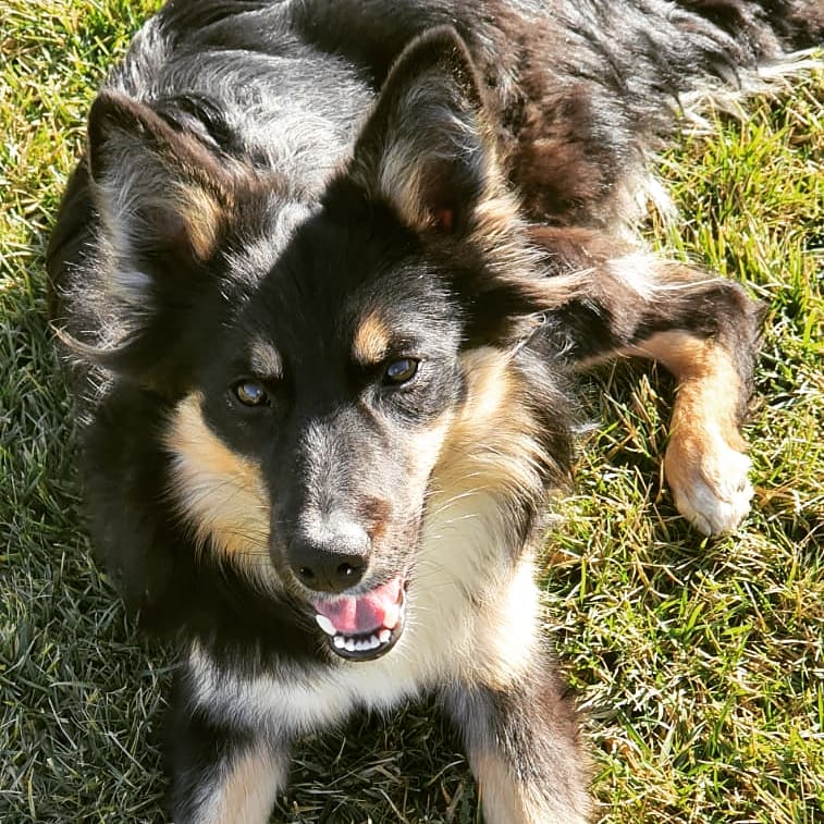 Allevamento Cani Umbria - Kelly