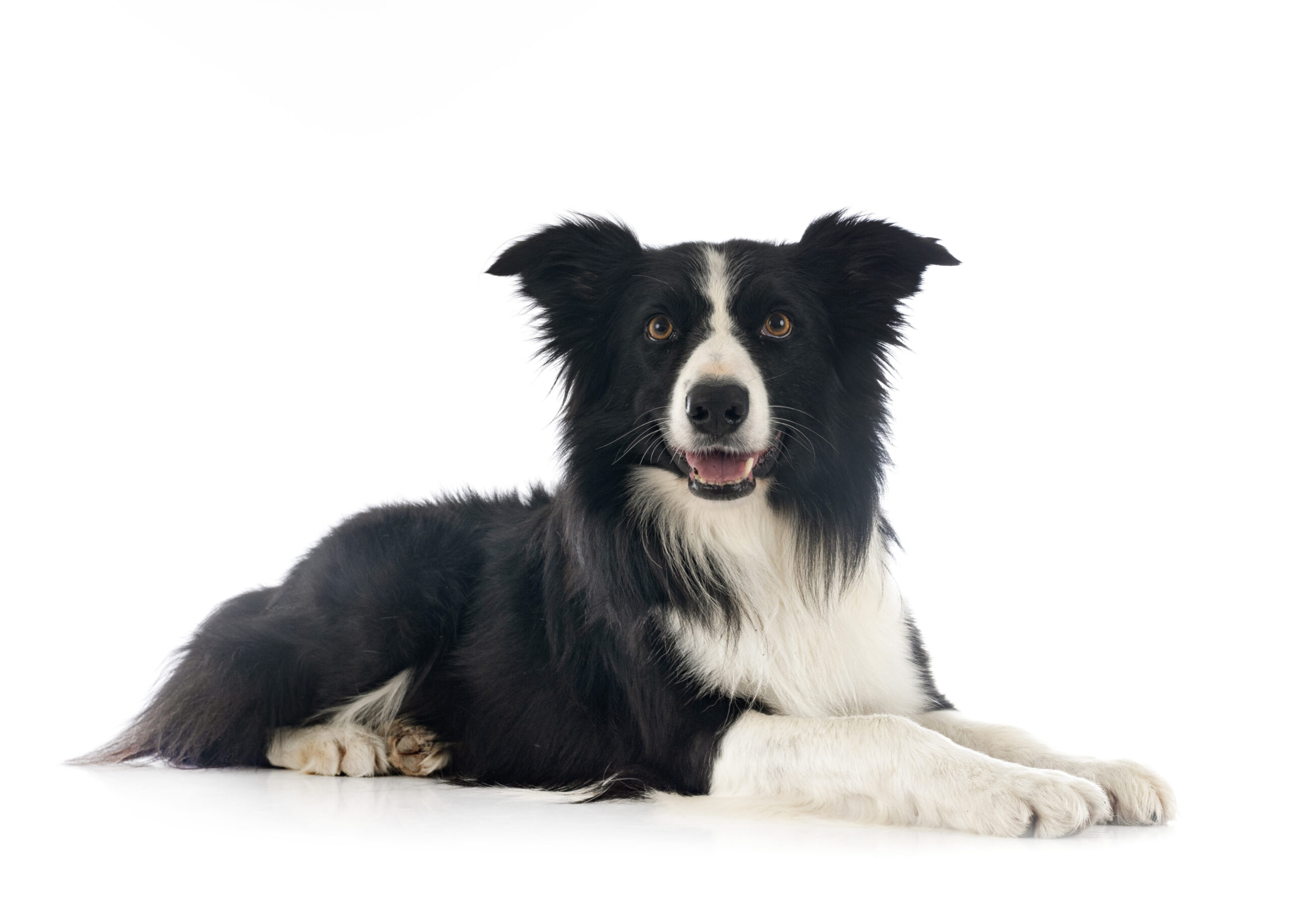 border collie in studio