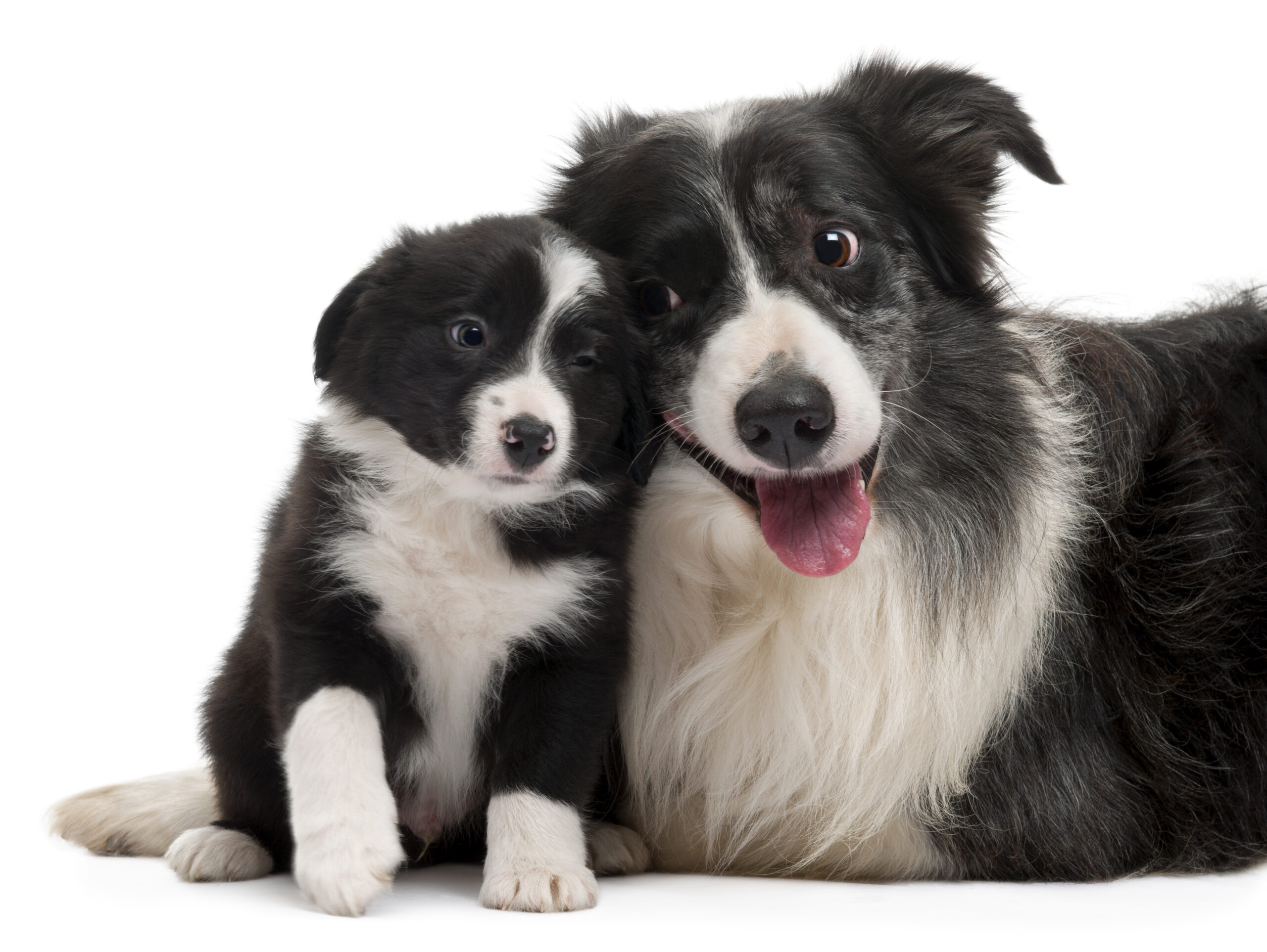 Border Collies interacting in front of white background