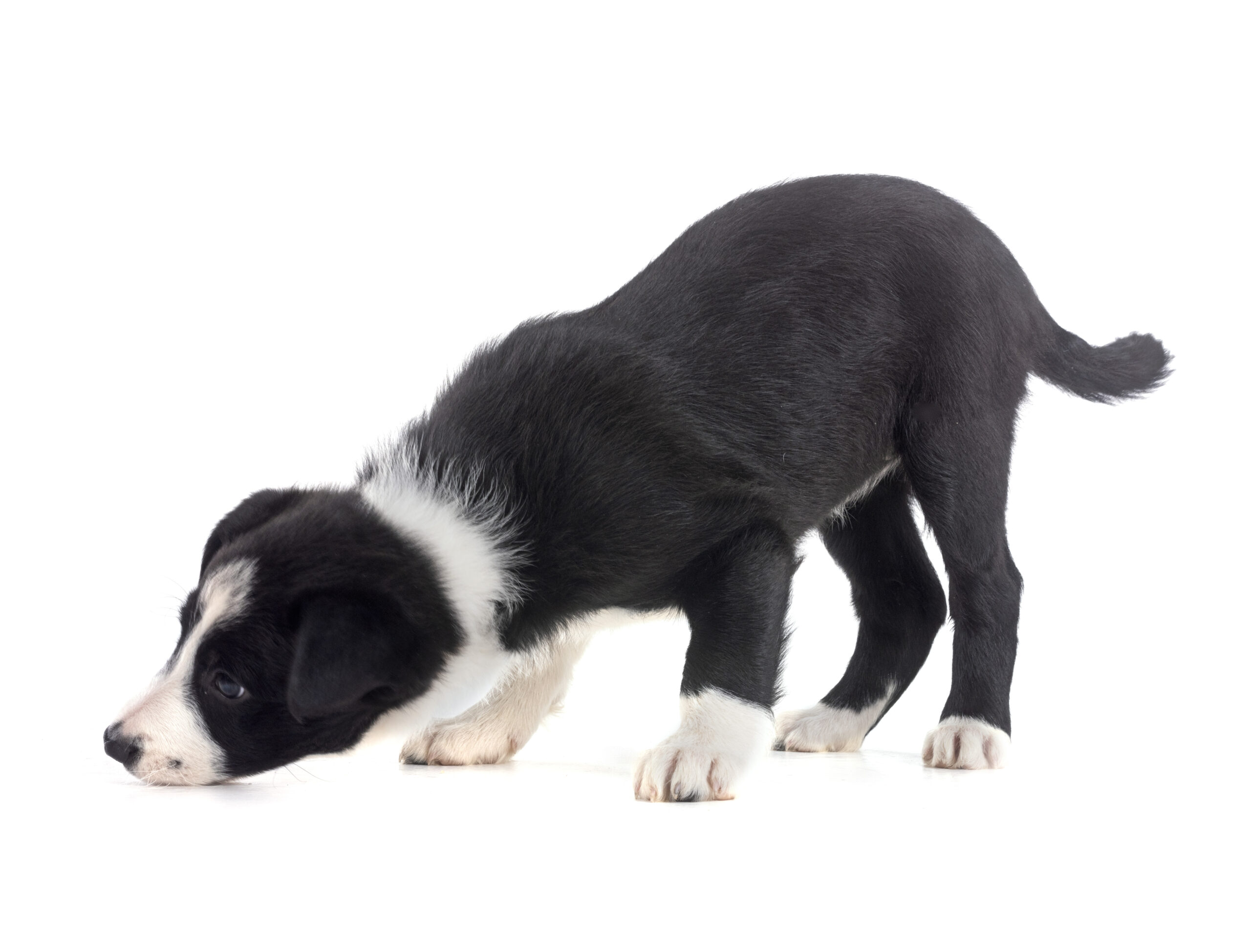 puppy border collie in studio