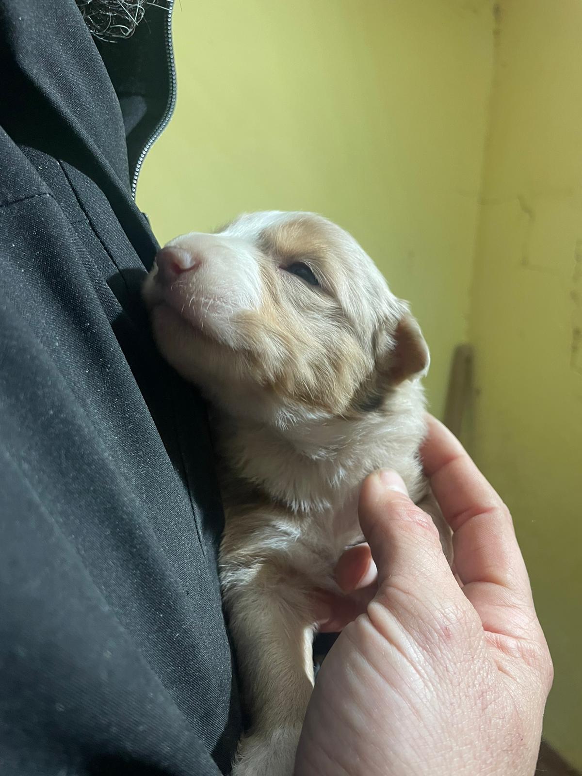 Allevamento Pensione Miceli 8 Allevamento Cani Umbria - Cucciolata Agosto 2025